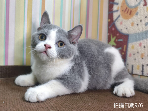 115年06月出生：《立耳英國短毛公貓》 (已售)