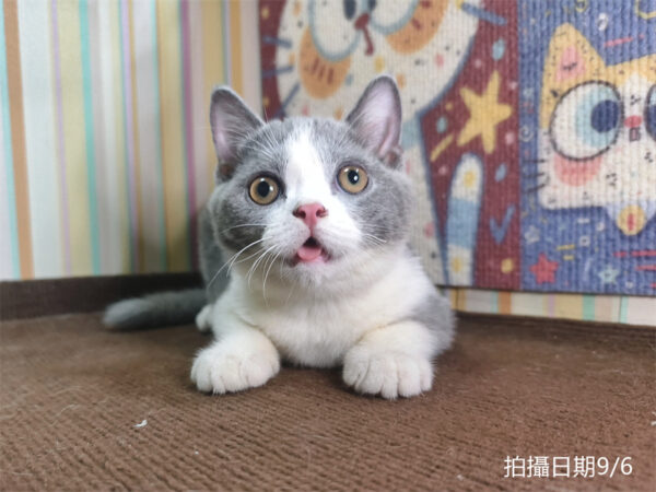 115年06月出生：《立耳英國短毛公貓》 (已售)