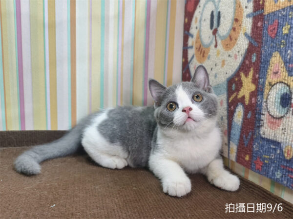 115年06月出生：《立耳英國短毛公貓》 (已售)