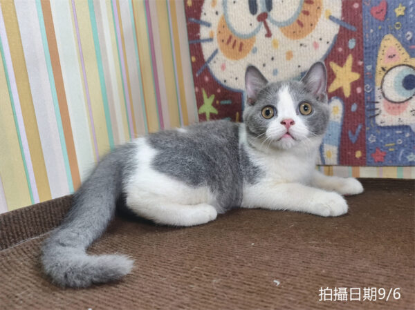 115年06月出生：《立耳英國短毛公貓》 (已售)