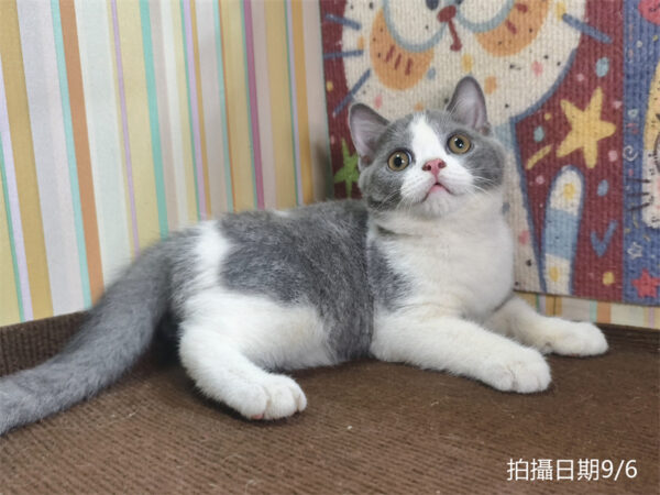 115年06月出生：《立耳英國短毛公貓》 (已售)