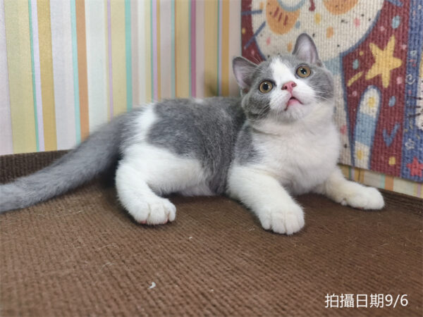 115年06月出生：《立耳英國短毛公貓》 (已售)