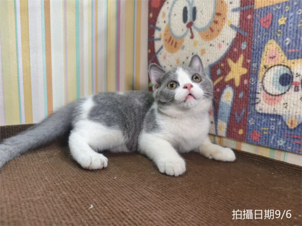 115年06月出生：《立耳英國短毛公貓》 (已售)