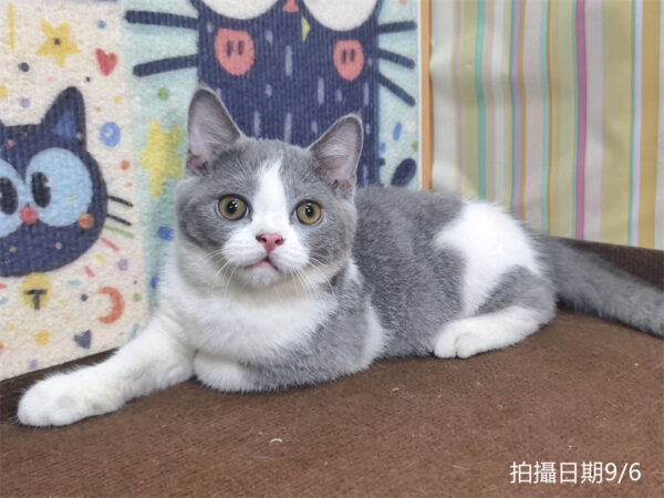115年06月出生：《立耳英國短毛公貓》 (已售)