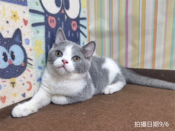 115年06月出生：《立耳英國短毛公貓》 (已售)