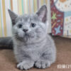 115年07月出生：《立耳曼赤肯短腿公貓》 (純藍)