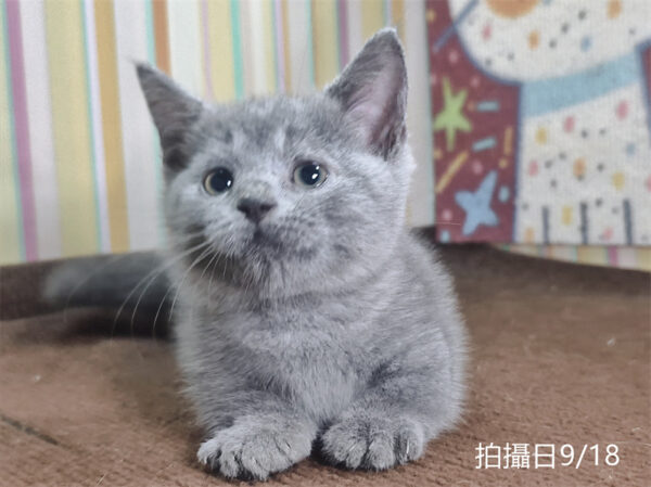 115年07月出生：《立耳曼赤肯短腿公貓》 (純藍)
