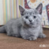115年07月出生：《立耳曼赤肯短腿公貓》 (純藍)