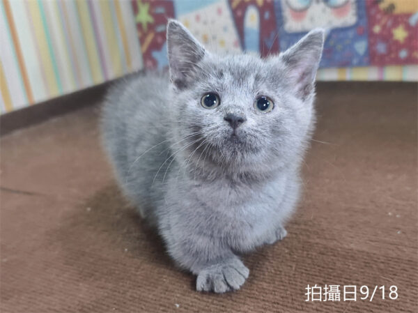 115年07月出生：《立耳曼赤肯短腿公貓》 (純藍)