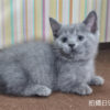 115年07月出生：《立耳曼赤肯短腿公貓》 (純藍)