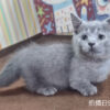 115年07月出生：《立耳曼赤肯短腿公貓》 (純藍)