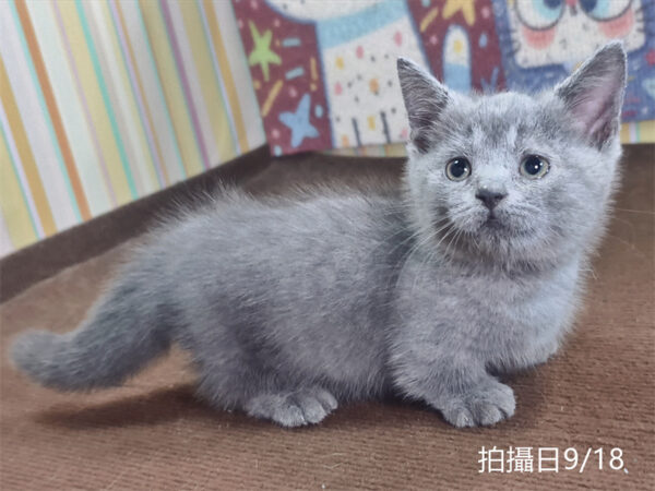 115年07月出生：《立耳曼赤肯短腿公貓》 (純藍)