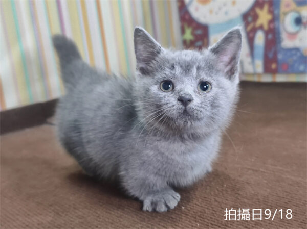 115年07月出生：《立耳曼赤肯短腿公貓》 (純藍)