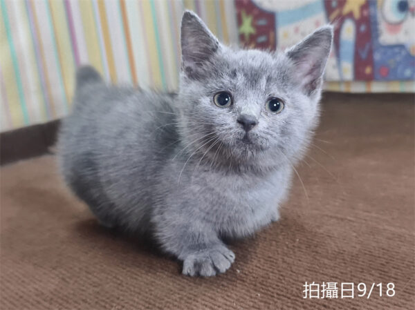 115年07月出生：《立耳曼赤肯短腿公貓》 (純藍)
