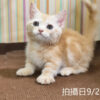 115年07月出生：《立耳曼赤肯短腿公貓》 (奶油螺旋紋)