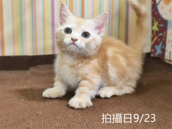 115年07月出生：《立耳曼赤肯短腿公貓》 (奶油螺旋紋)
