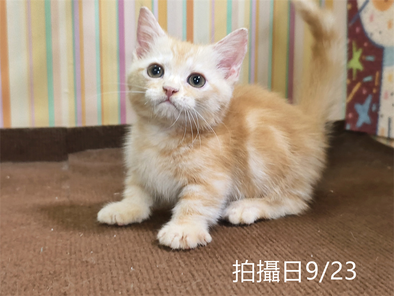09230001 115年07月出生:《立耳曼赤肯短腿公貓》 (奶油螺旋紋)