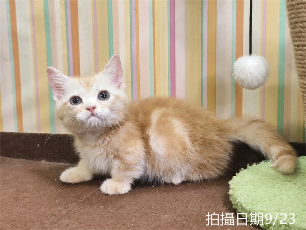 115年07月出生：《立耳曼赤肯短腿公貓》 (奶油螺旋紋)