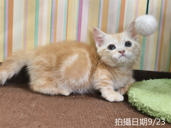 115年07月出生：《立耳曼赤肯短腿公貓》 (奶油螺旋紋)