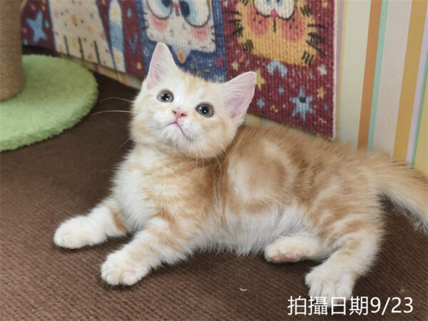 115年07月出生：《立耳曼赤肯短腿公貓》 (奶油螺旋紋)