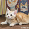 115年07月出生：《立耳曼赤肯短腿公貓》 (奶油螺旋紋)