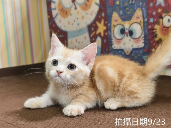115年07月出生：《立耳曼赤肯短腿公貓》 (奶油螺旋紋)