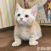 115年07月出生：《立耳曼赤肯短腿公貓》 (奶油螺旋紋)