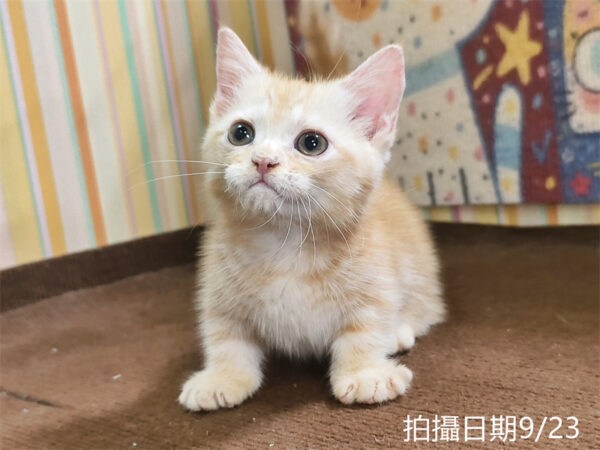 115年07月出生：《立耳曼赤肯短腿公貓》 (奶油螺旋紋)
