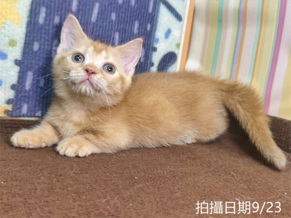 115年07月出生：《立耳曼赤肯短腿母貓》 (橘金漸層)