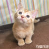 115年07月出生：《立耳曼赤肯短腿母貓》 (橘金漸層)