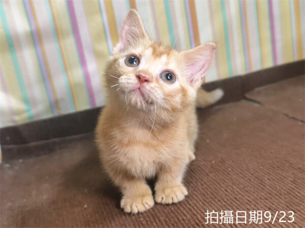 115年07月出生：《立耳曼赤肯短腿母貓》 (橘金漸層)