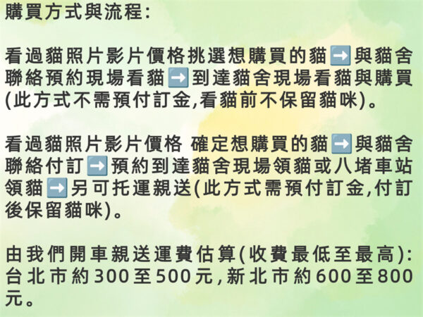 115年07月出生：《立耳英國短毛公貓》 (橘金虎斑)認養價