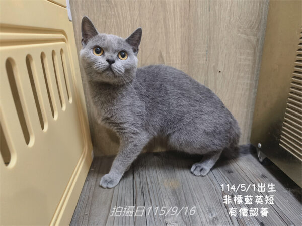 114年出生：《立耳英短母立耳美短母》 (有價認養)