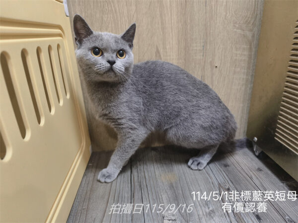 114年出生：《立耳英短母立耳美短母》 (有價認養)