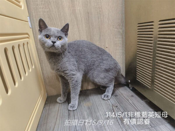114年出生：《立耳英短母立耳美短母》 (有價認養)