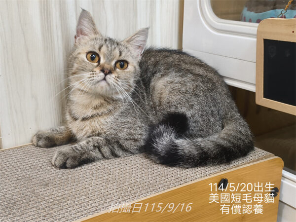 114年出生：《立耳英短母立耳美短母》 (有價認養)