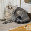 114年出生：《立耳英短母立耳美短母》 (有價認養)