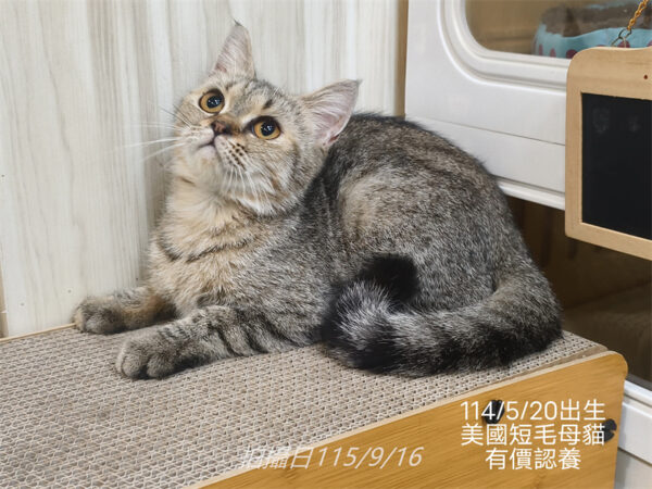 114年出生：《立耳英短母立耳美短母》 (有價認養)