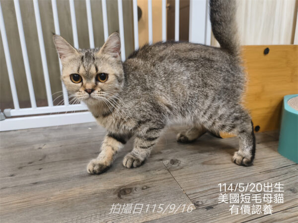 114年出生：《立耳英短母立耳美短母》 (有價認養)