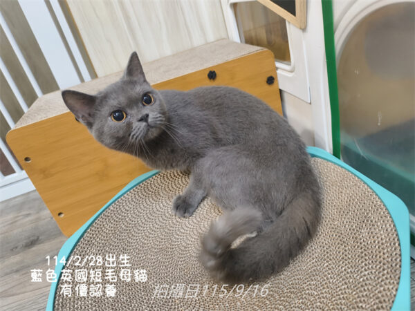 114年出生：《立耳英短母立耳美短母》 (有價認養)