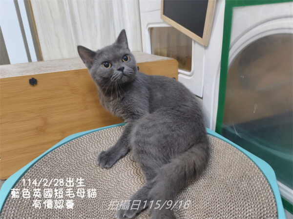 114年出生：《立耳英短母立耳美短母》 (有價認養)